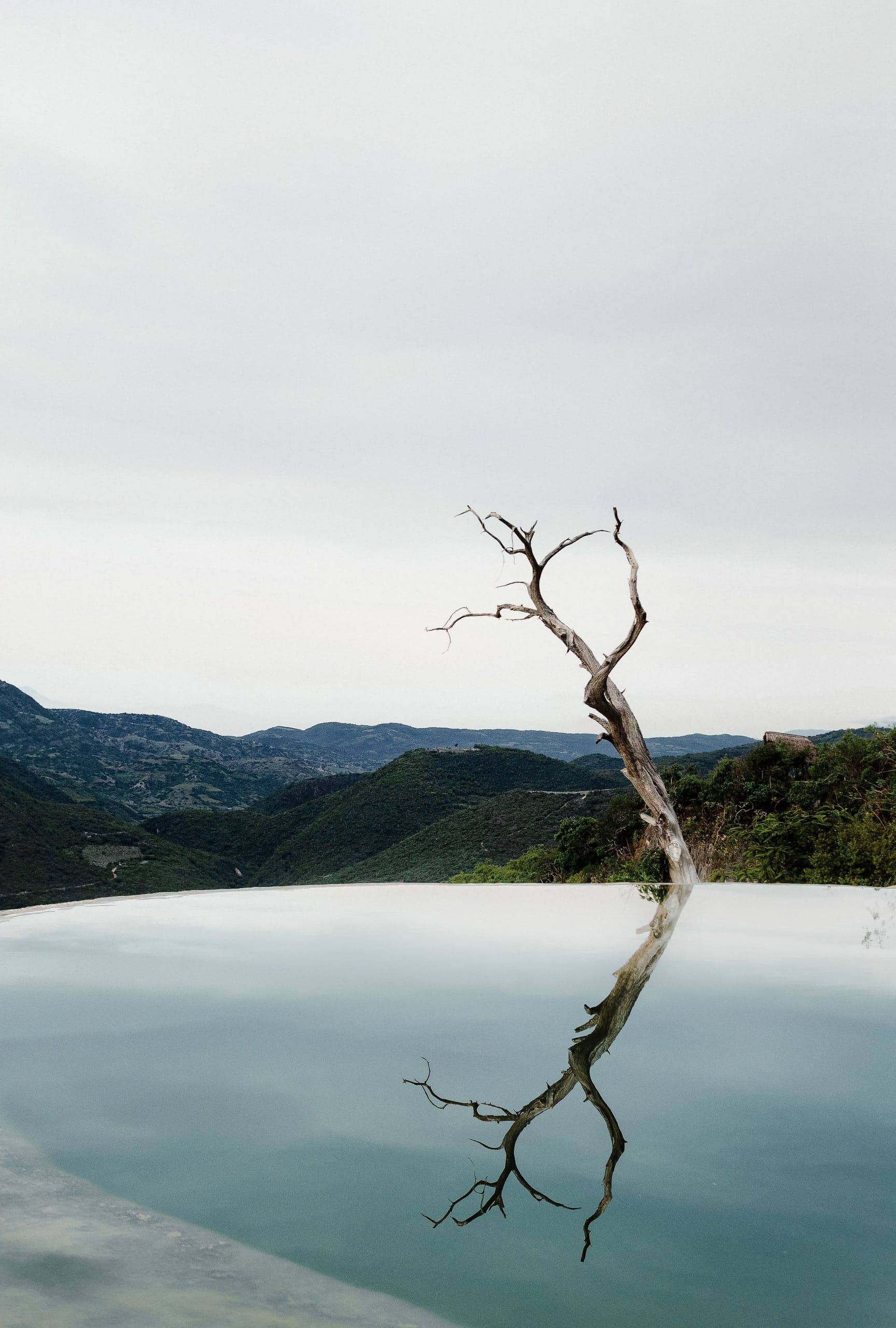 Arbre mort reflété dans la piscine miroir